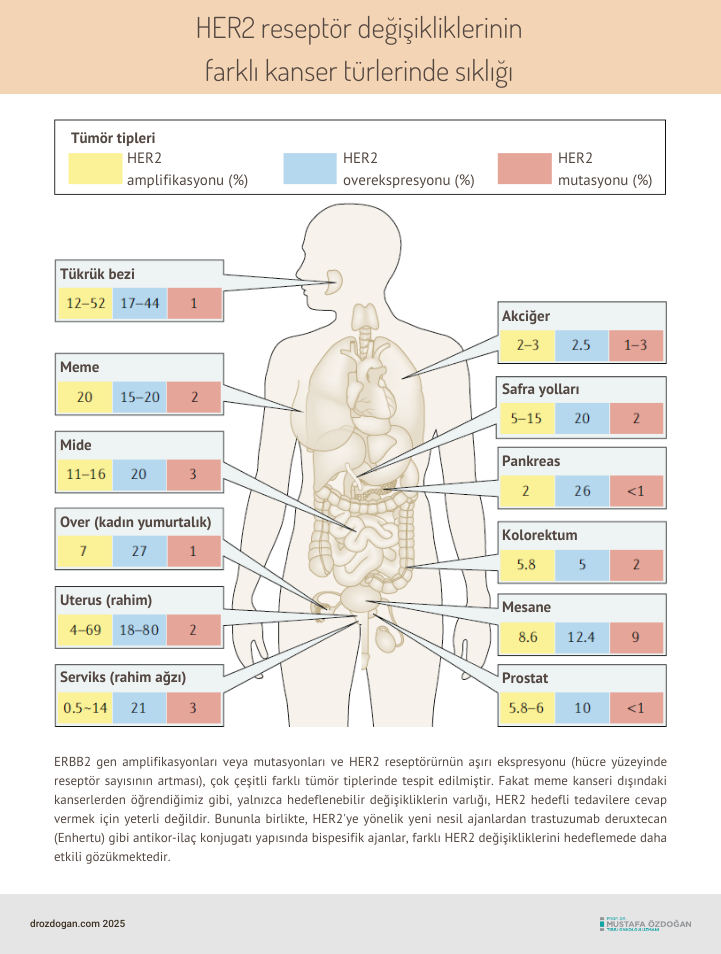 Frequency of HER2 receptor alterations in different cancers: ERBB2 gene amplification or mutations and HER2 receptor overexpression