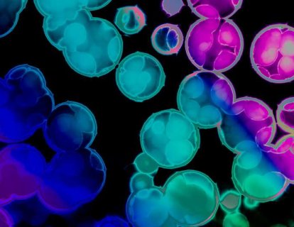 HPV İlişkili Kanserler İçin T-Hücre Reseptör Gen Tedavisi