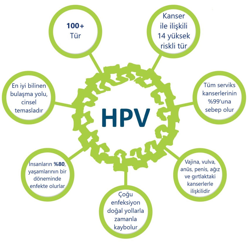 Seven features of HPV