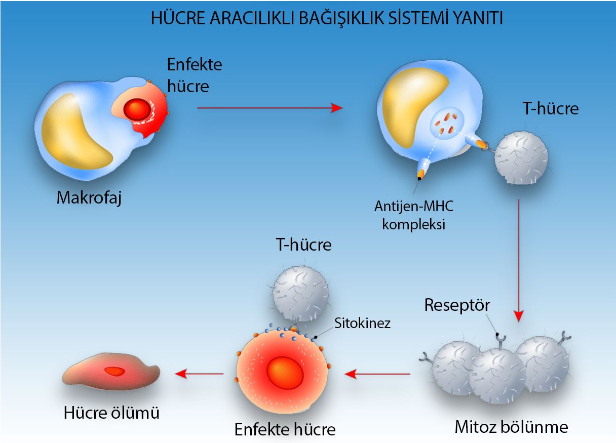 hücre aracılıklı immün yanıt mitoz bölünme
