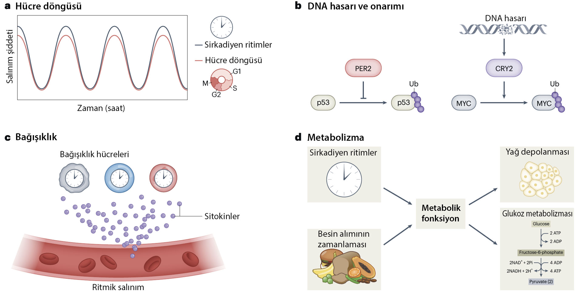 hucre dongusu dna hasari ve onarimi bagisiklik metabolizma sirkadiyen saat hucre dongusunu nasil et
