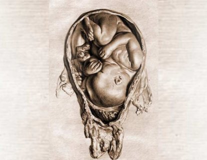 Hunter'ın Gebelik Rahim Anatomisi 1774