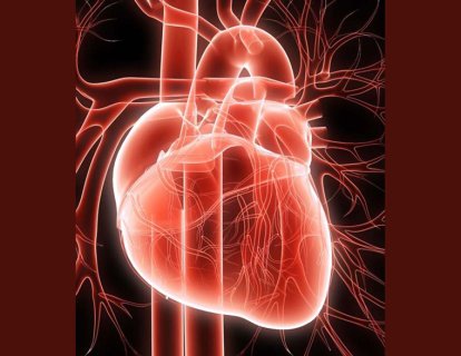 İbn Nefis ve Pulmoner Dolaşım 1242 – Dürüst araştırmalara güven, öncekilerle çelişse bile