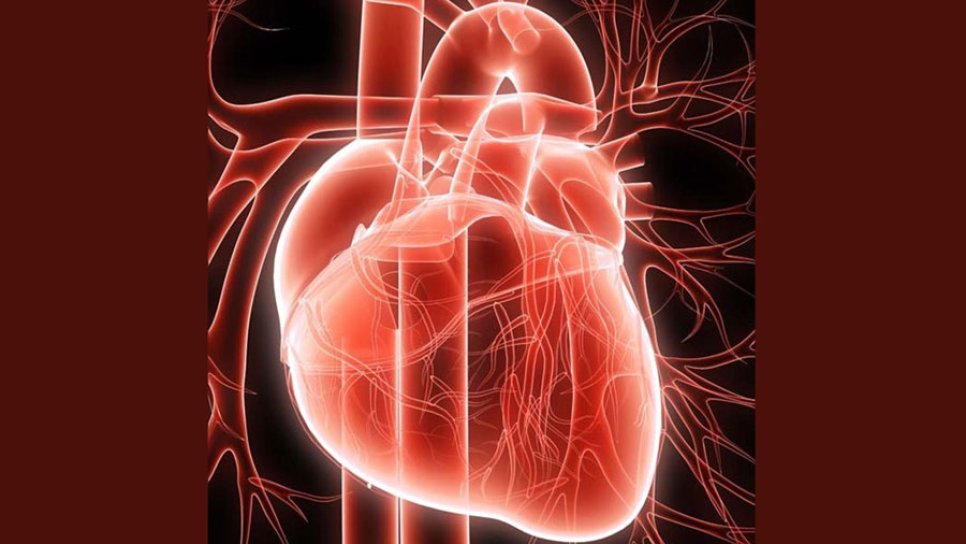 İbn Nefis ve Pulmoner Dolaşım 1242 – Dürüst araştırmalara güven, öncekilerle çelişse bile