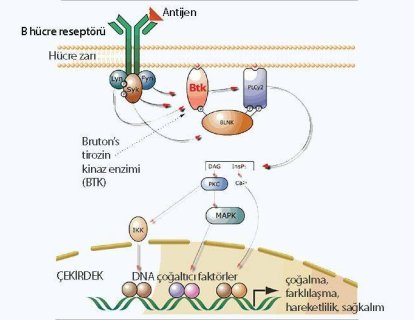 Ibrutinib nedir? Ibrutinib etki mekanizması nasıldır?