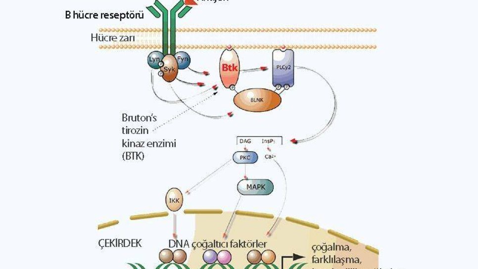 Ibrutinib nedir? Ibrutinib etki mekanizması nasıldır?