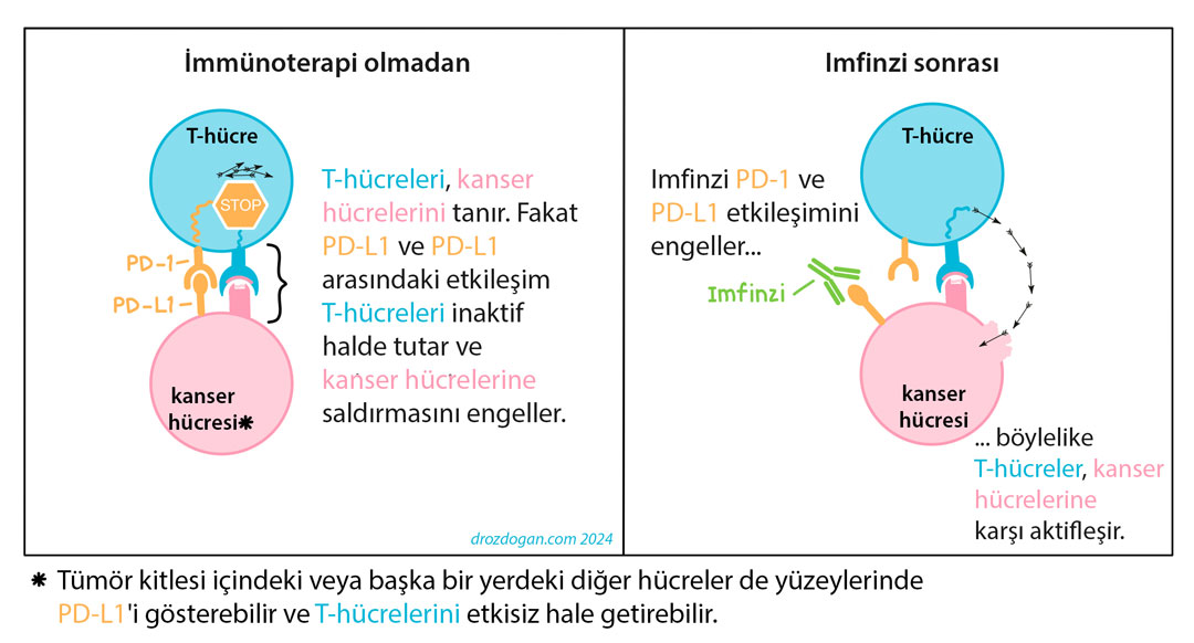 How Imfinzi (durvalumab) works