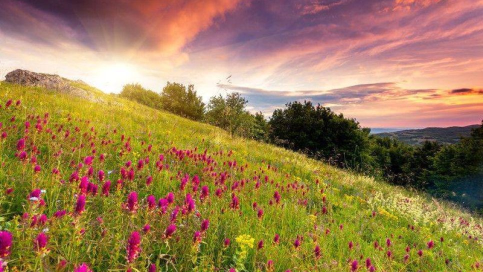 İmmun Trombositopenik Purpura (ITP) İçin Fostamatinib FDA Onayı Aldı