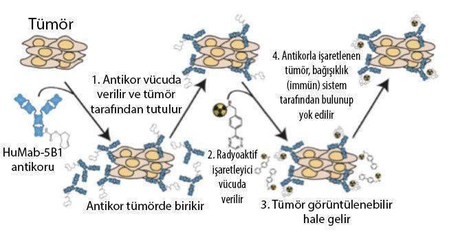 immuno pet tomografi humab 5b1 mabvax kanser asisi pankreas kanseri 565109