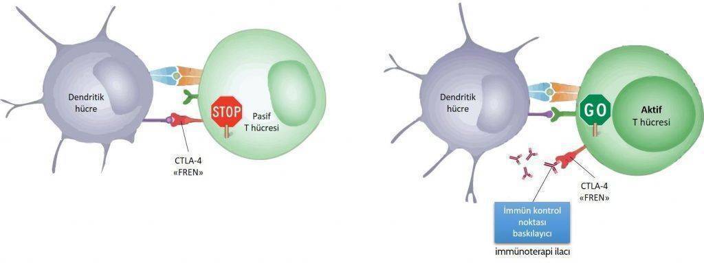 immunoterapi6 1024x383 713287