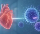 İmmünoterapinin Kalbe Etkisi: CD69 Düşüklüğü Kalp Hasarı Riskini Artırabilir!