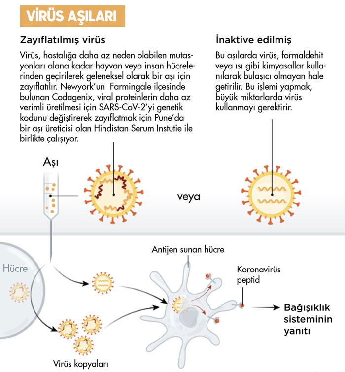 Wirkmechanismus inaktivierter und abgeschwächter Coronavirus-Covid-19-Impfstoffe von Sinovac