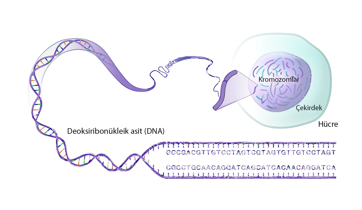 insan genomu nedir dna kromozom gen nukleotit 95465