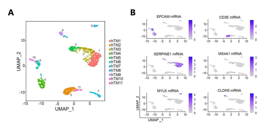 Grafische Analyse der Clusterverteilung menschlichen Brustgewebes