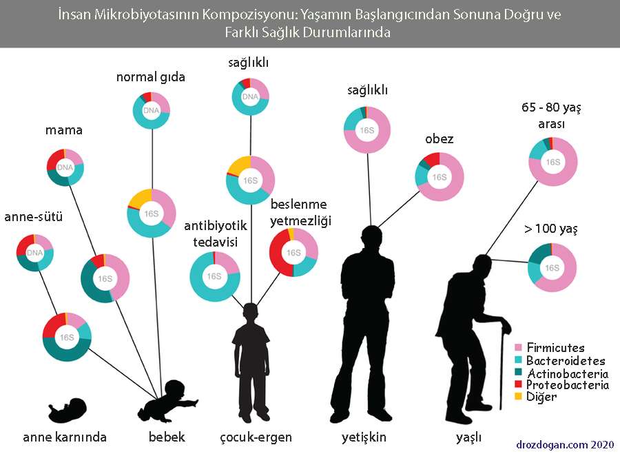 Human microbiota composition, types, obesity, antibiotics and bacteria