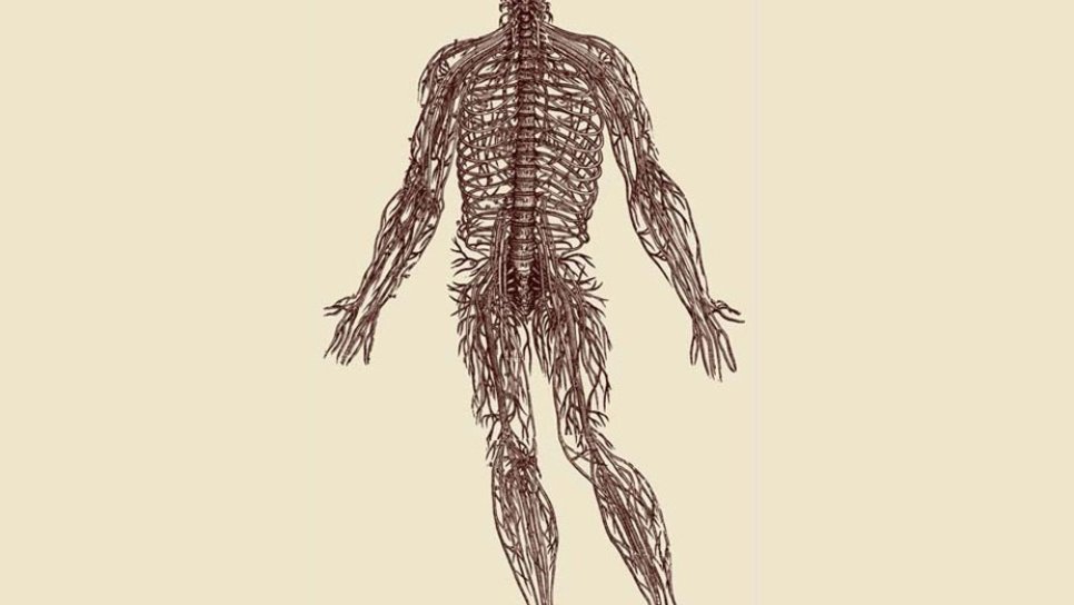Über den Aufbau des menschlichen Körpers 1543 – Die Vervollkommnung der Anatomie mit Vesalius