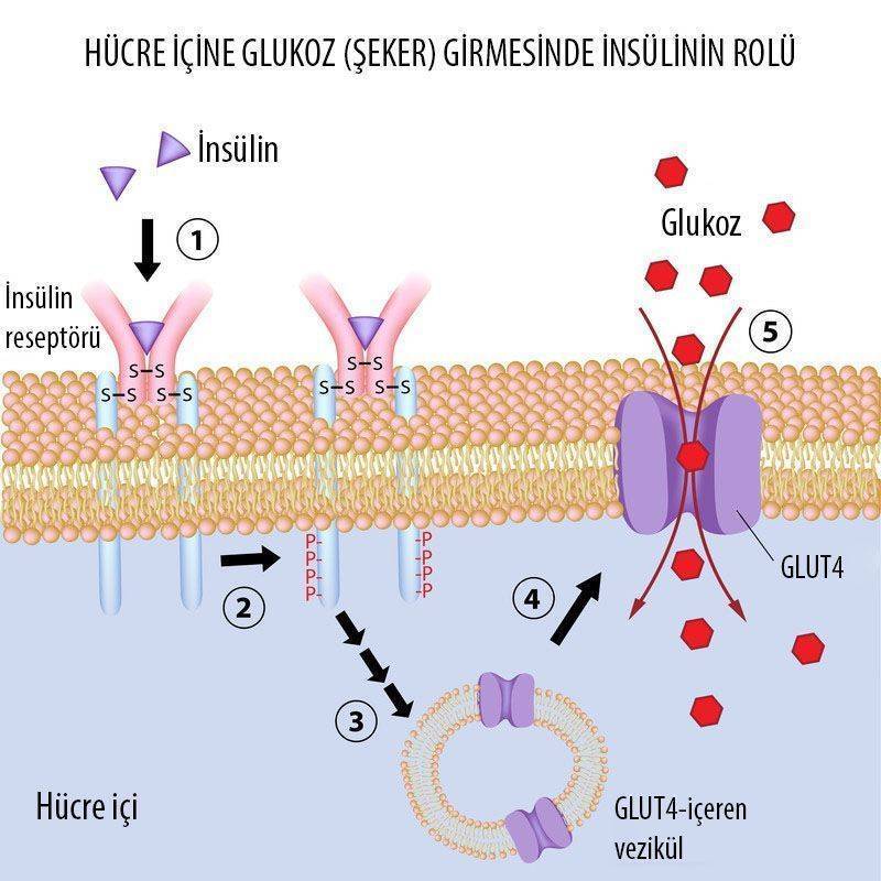 insulin glukoz uptake etki mekanizmasi 18311