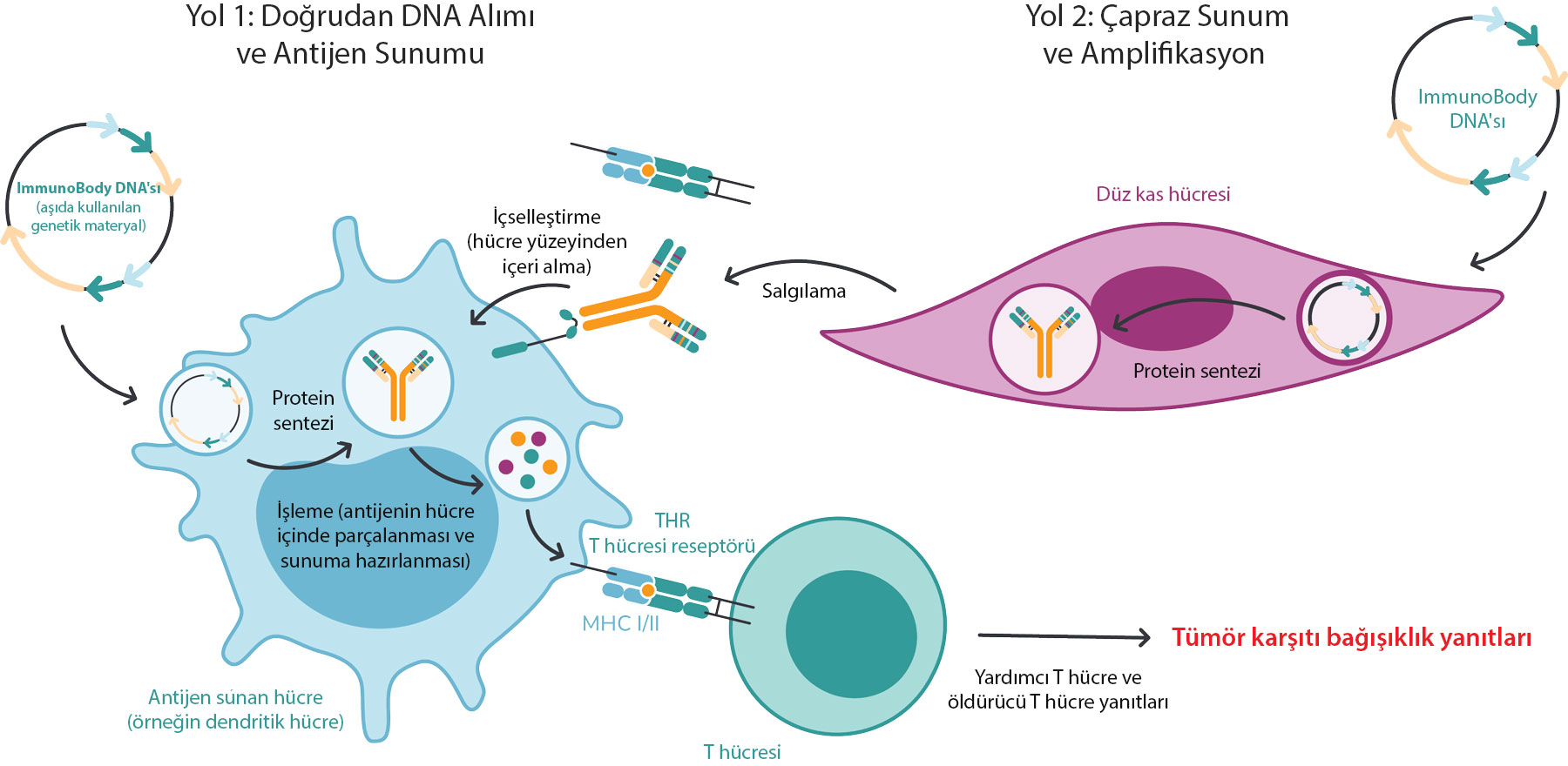 iSCIB1 ImmunoBody DNA vaksininin immun sistemini iki fərqli yolla necə aktivləşdirdiyini göstərən melanoma infoqrafikası