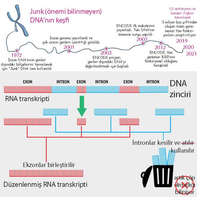 junk cop onemsiz dna nedir onemi ve tarihi kanser u1 mutasyonu 841019