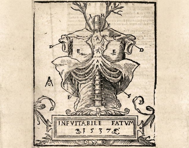 Kadavranın Uyanışı: Kanseri Anlamak için Bedenin İçine İlk Bakış