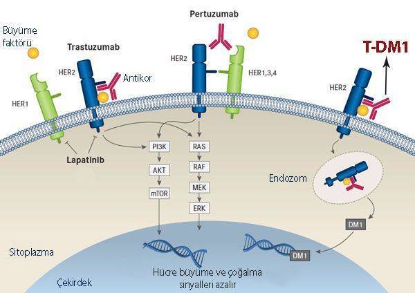 kadcyla t dm1 ado trastuzumab emtansine meme kanseri tedavisi etki mekanizmasi 111542