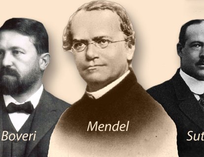 Kalıtsal Buluşlar ve Bilimsel Miras: Mendel ile Başlayan Boveri-Sutton Kromozom Teorisi