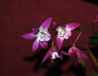 Kanser ve Bağışıklık Sistemi Hücrelerinin Hibrit Oluşturması Bilim Dünyasını Şaşırttı