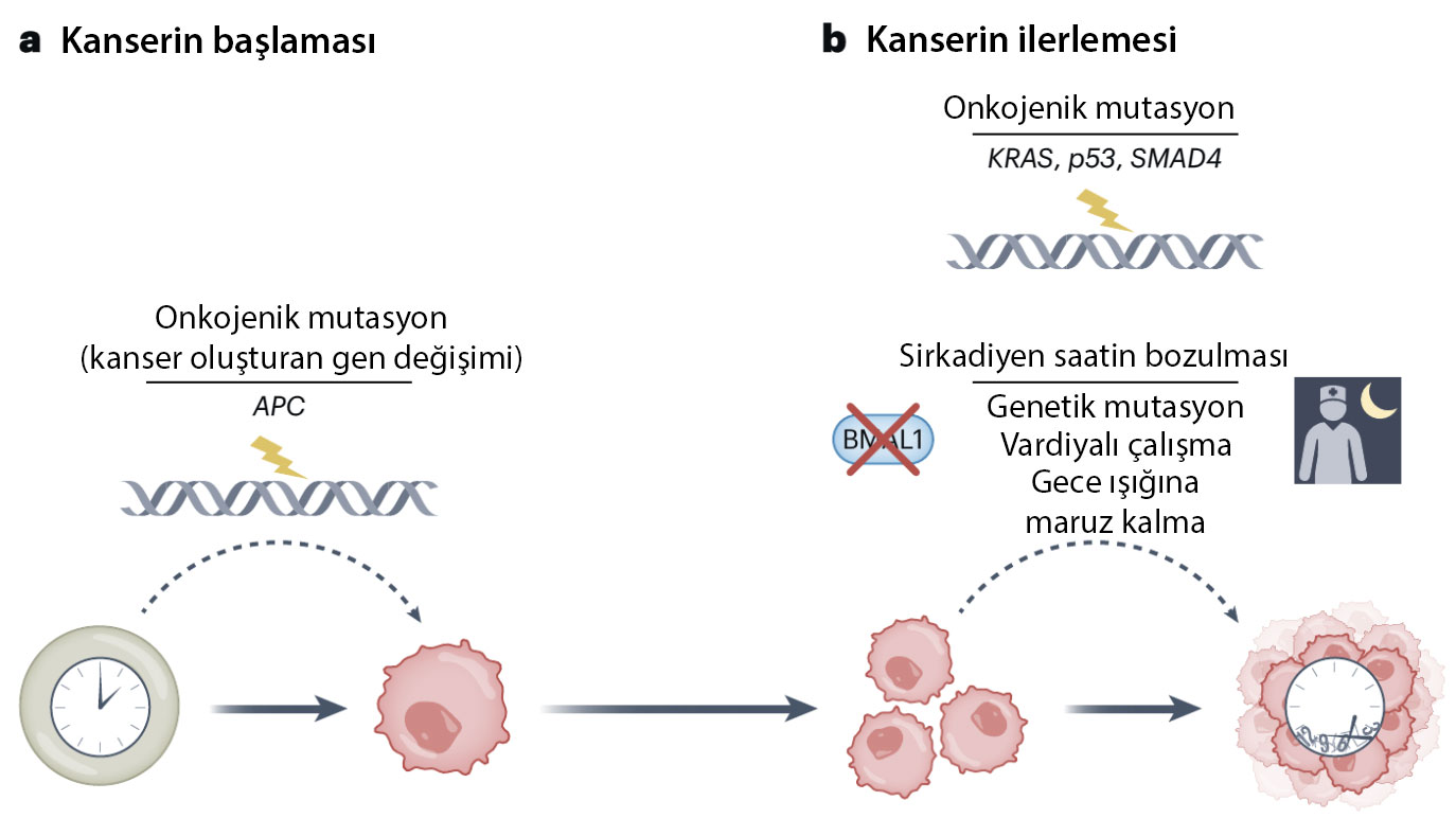 kanser baslangici ve kanserin ilerlemesinde sirkadiyen ritmin rolu 618559