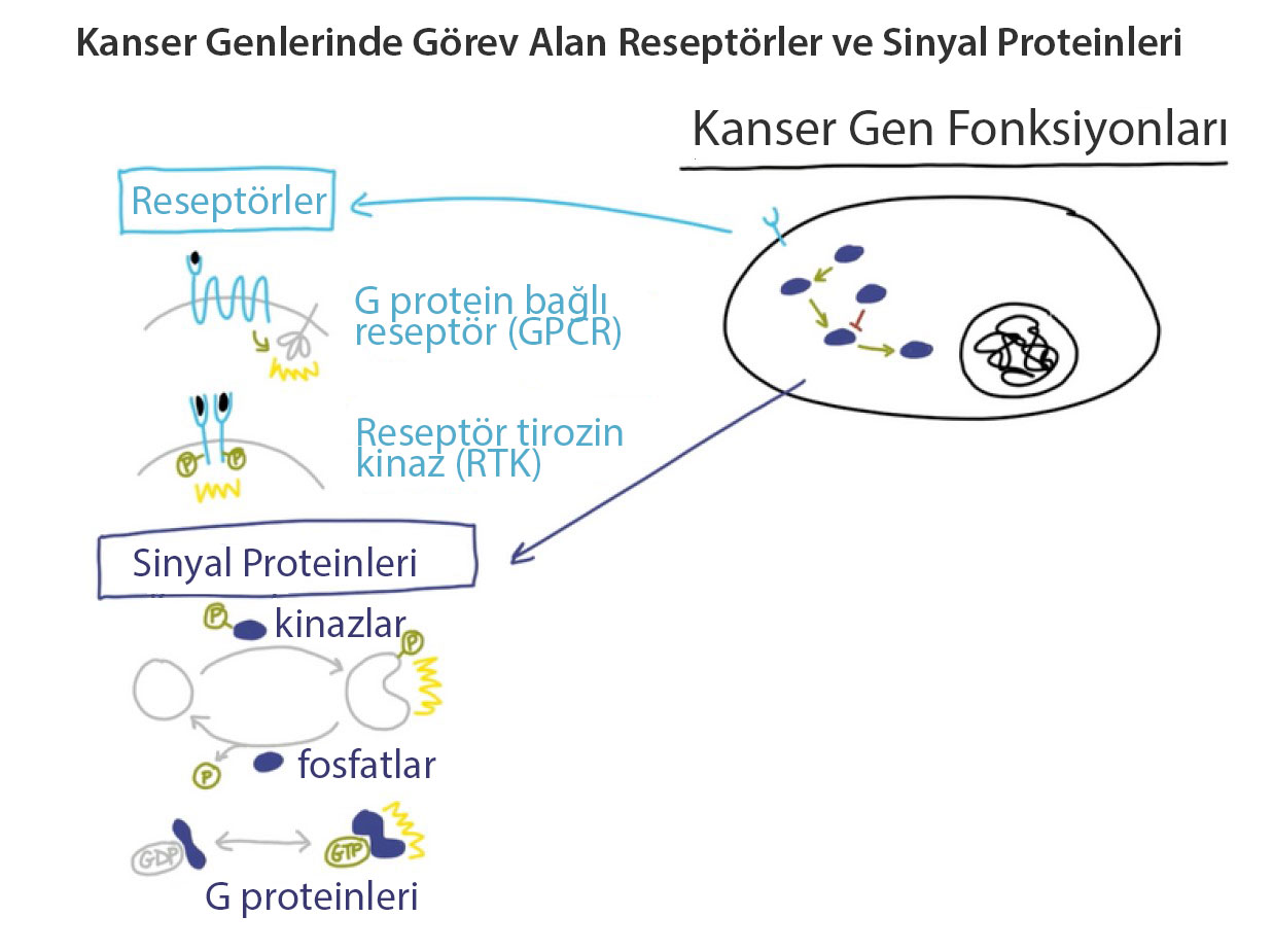 Xərçəng genlərində rol oynayan reseptorlar və siqnal zülalları
