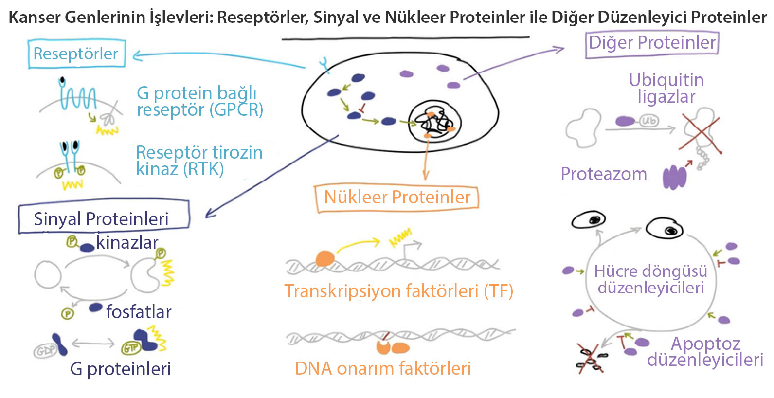 kanser genlerinin islevleri reseptorler sinyal ve nukleer proteinler ile diger duzenleyici proteinl