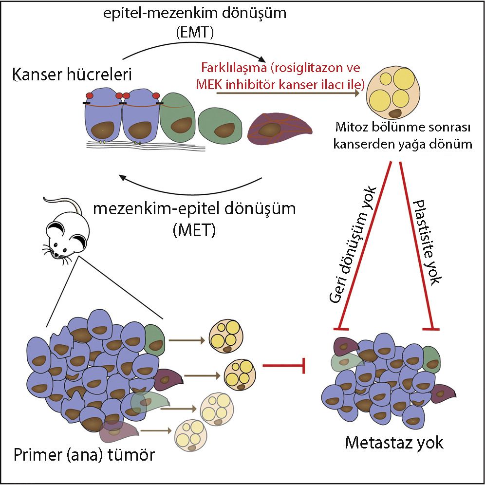 kanser hucresi yaga donusum Gain Fat Lose Metastasis Converting Invasive Breast Cancer Cells into A