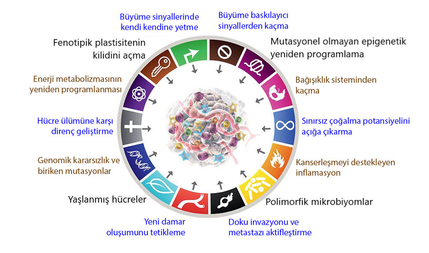 kanser hucresinin 14 temel ozelligi 2022 yili 64906