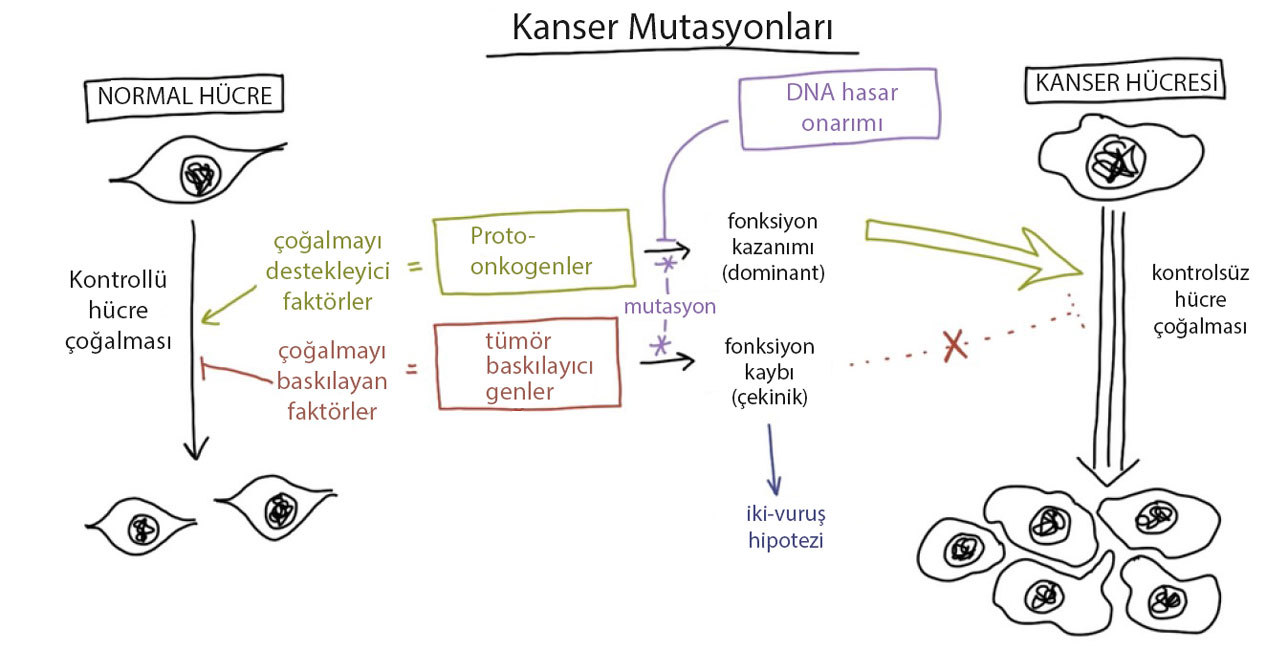 xərçəng mutasiyaları nədir: protoonkogenlər və şişi basqılayan genlər, funksiyanın itirilməsi və qazanılması, iki zərbə hipotezi