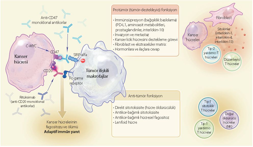 kanser progresyonunda ve bir tedavi hedefi olarak tumor iliskili makrofaj immunoterapi kontrol nokt