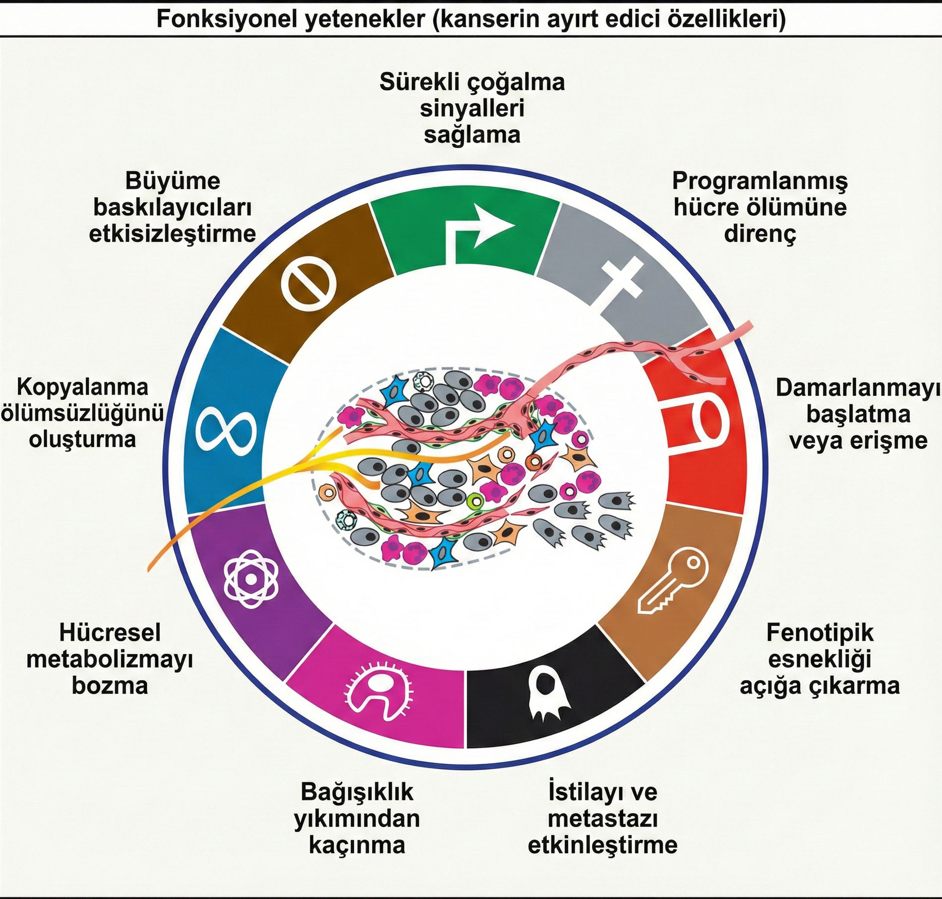 kanser temel ozellikleri kazanilmis fonksiyonel yetenekler 153853
