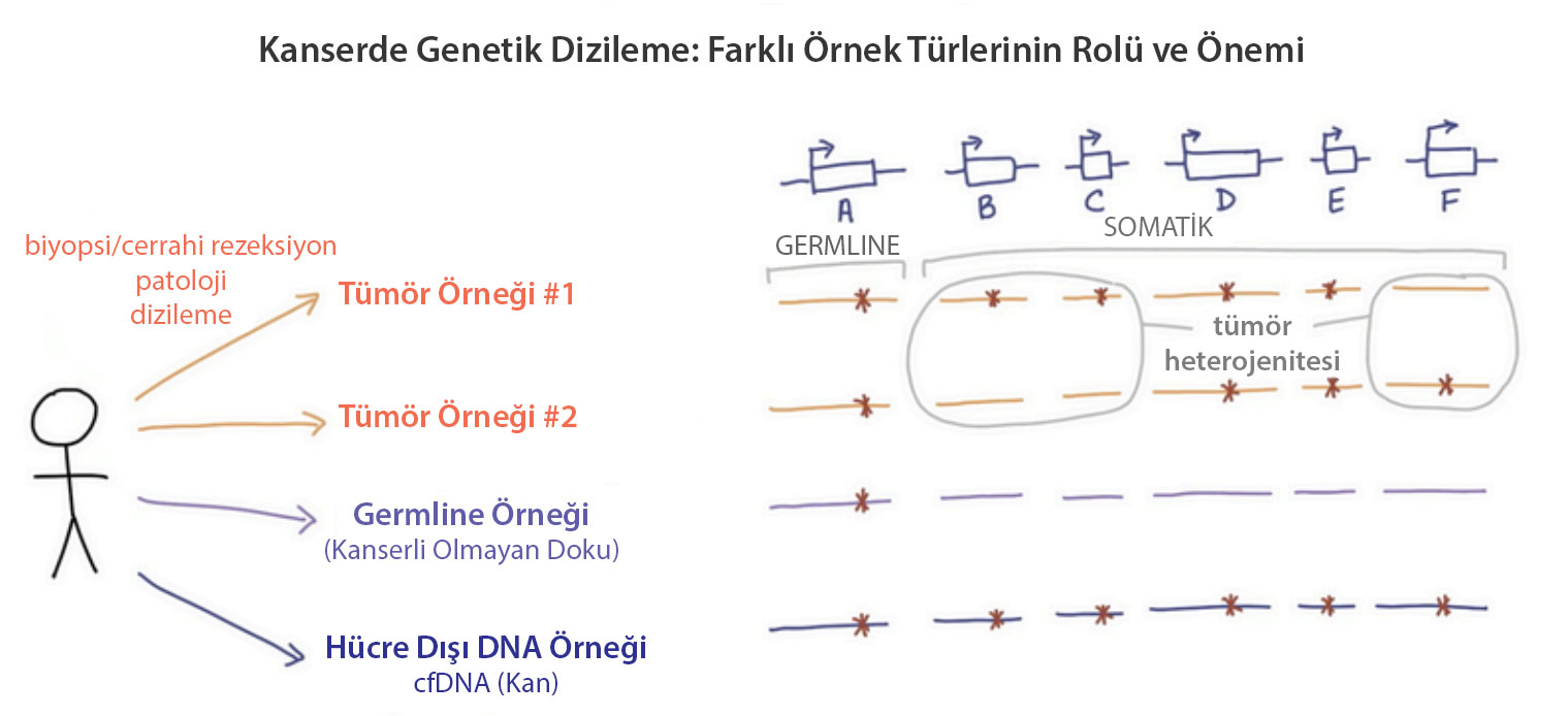 kanserde genetik analiz sekanslama farkli ornek turlerinin rolu ve onemi 107813