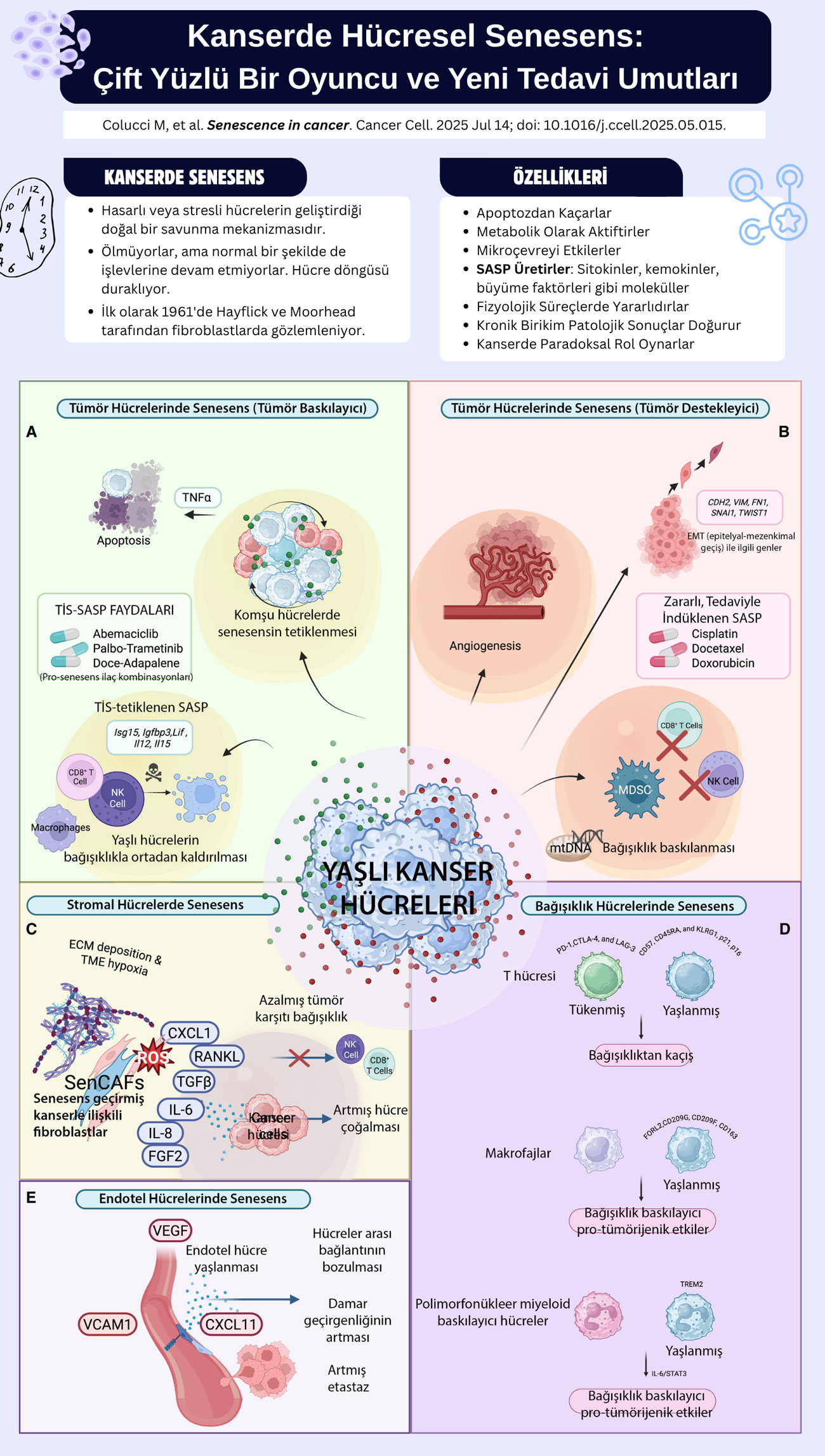 kanserde hucresel senesens cift yuzlu bir oyuncu ve yeni tedavi umutlari senescence in cancer cance