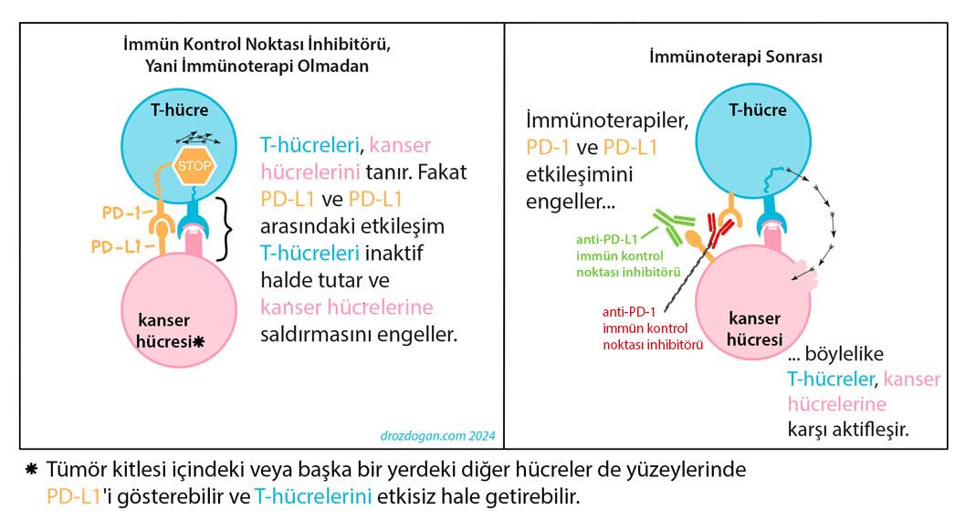 kanserde immunoterapi immun kontrol noktasi inhibitoru anti pd 1 ve anti pd l1 etki mekanizmasi nas