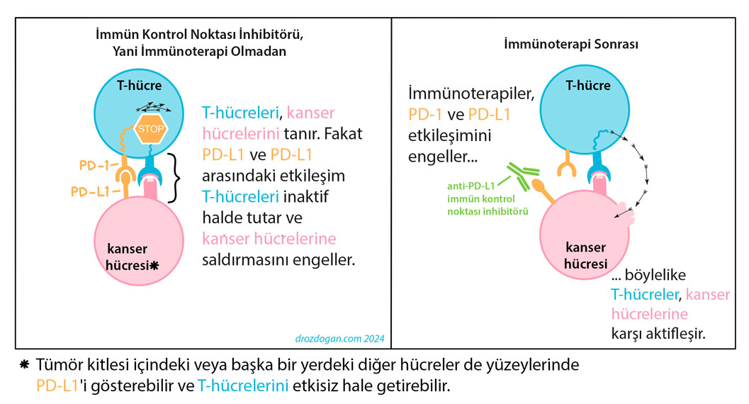 kanserde immunoterapi immun kontrol noktasi inhibitoru etki mekanizmasi nasildir 911356