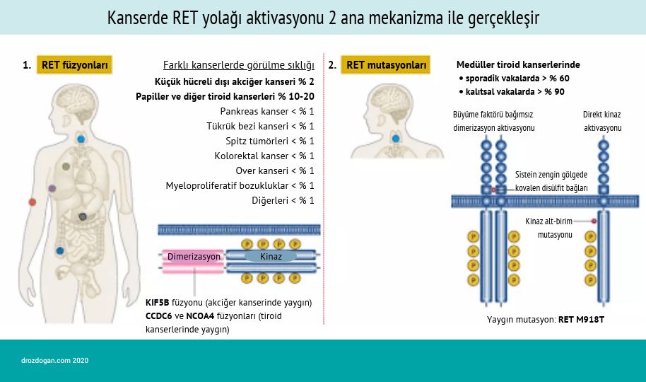 xərçəngdə RET aktivləşməsi və mutasiyası, ağciyər və qalxanabənzər vəz xərçəngi