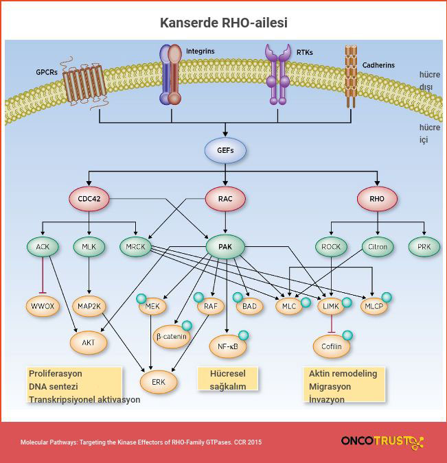 kanserde rho ailesi 52832