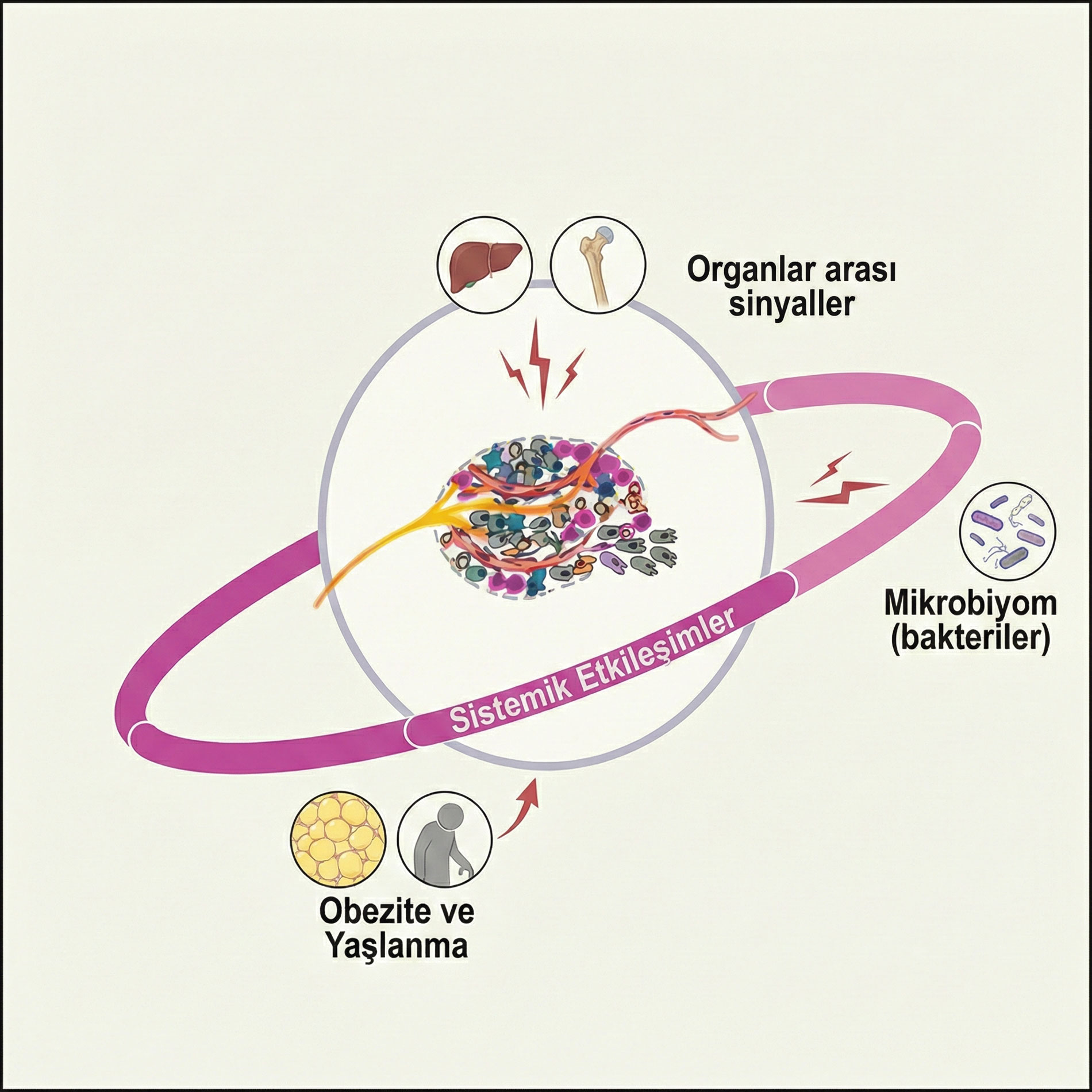 kanserde sistemik etkilesimler 355080