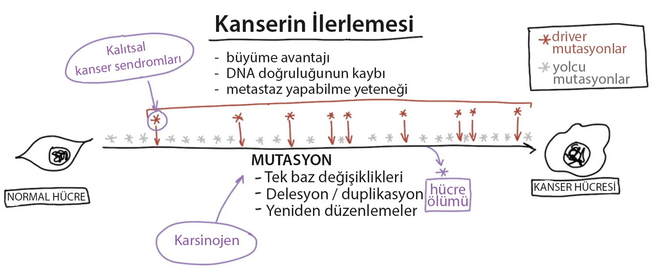 how cancer progresses