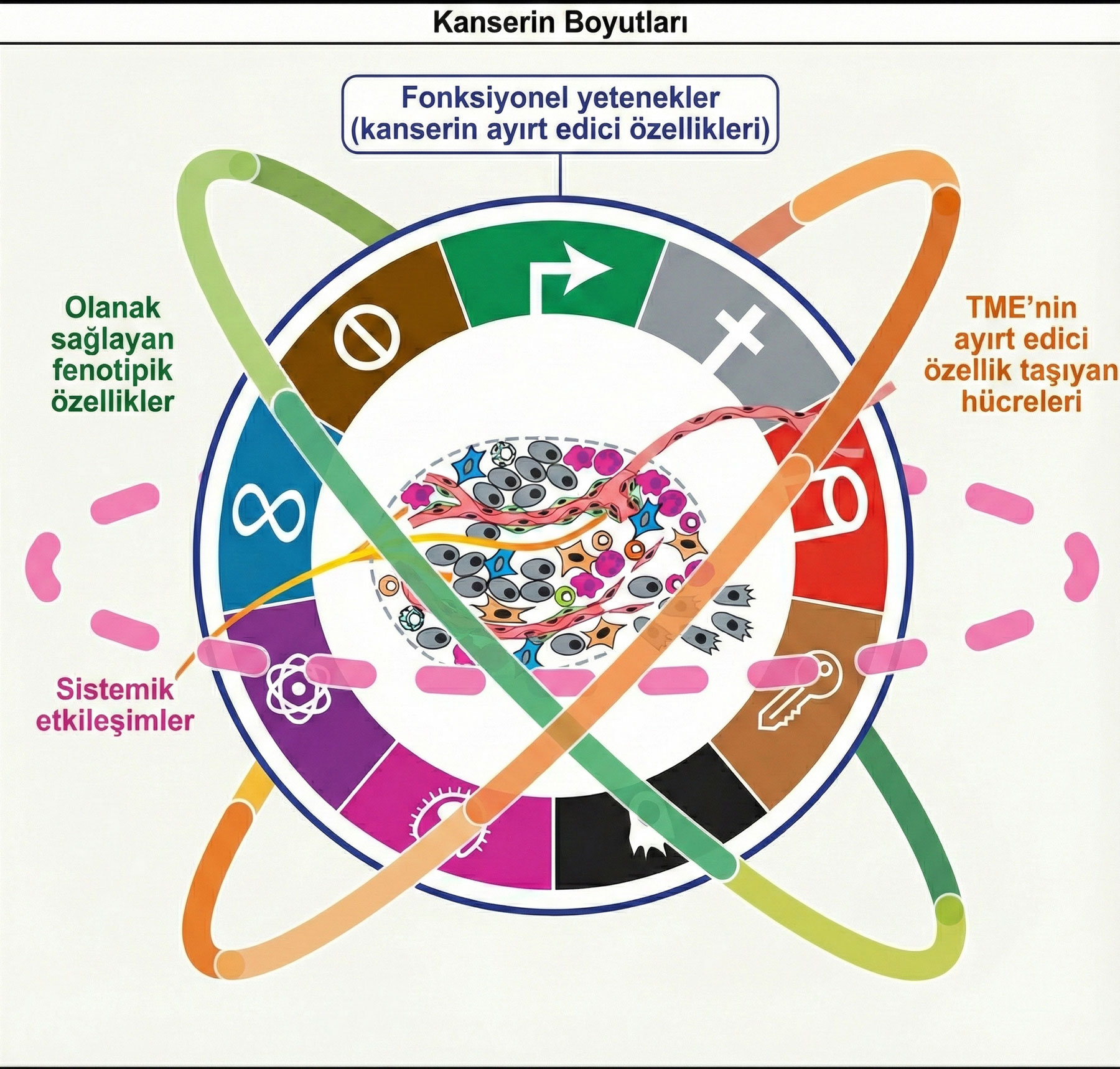 kanserin temel ozeliiklerinin boyutlari 34504