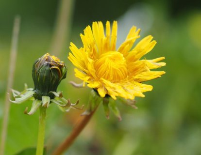 Karahindiba Nedir? Çayı, Kökü, Çiçeği ve Kanser Üzerine Etkileri