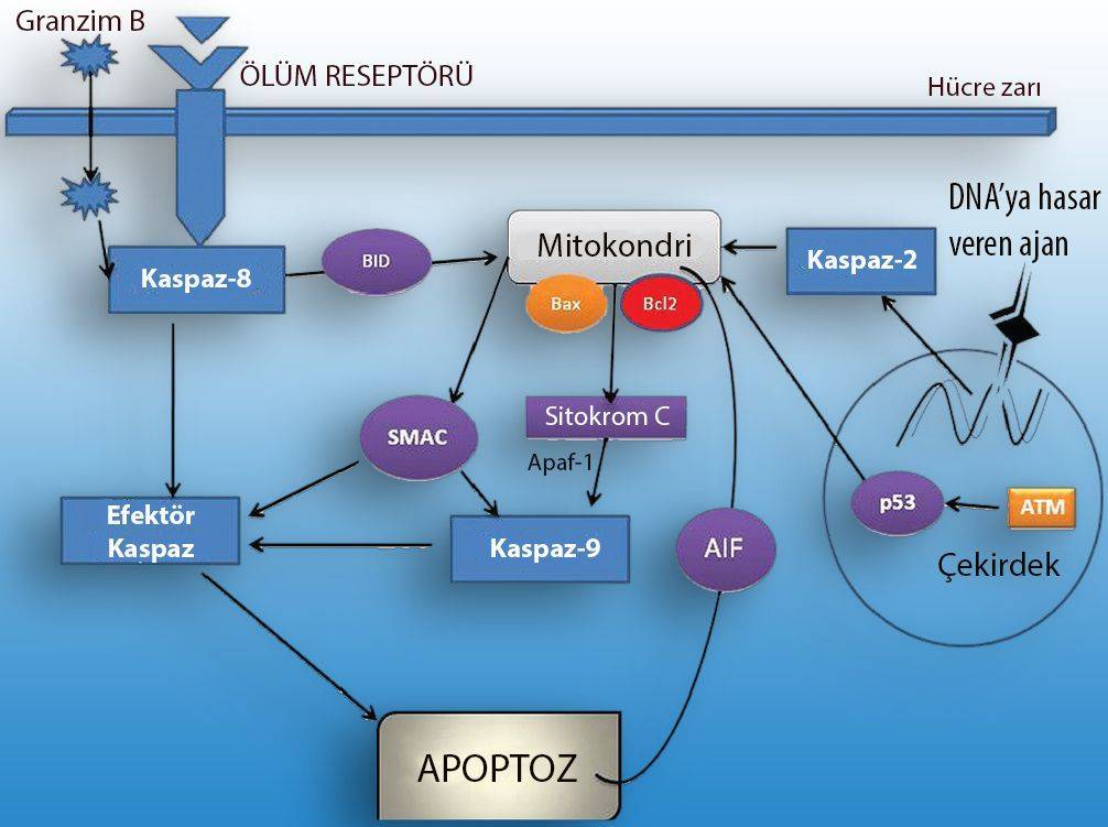 kaspaz proteinleri kanser tedavisi apoptoz nedir kanserde rolu nedir 653548