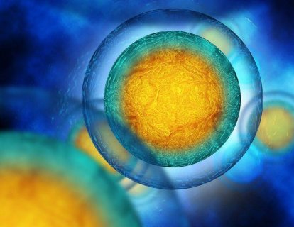 Kemoterapi Sonrası Doğurganlığın Korunması İçin Yeni Bir Mekanizma Bulundu