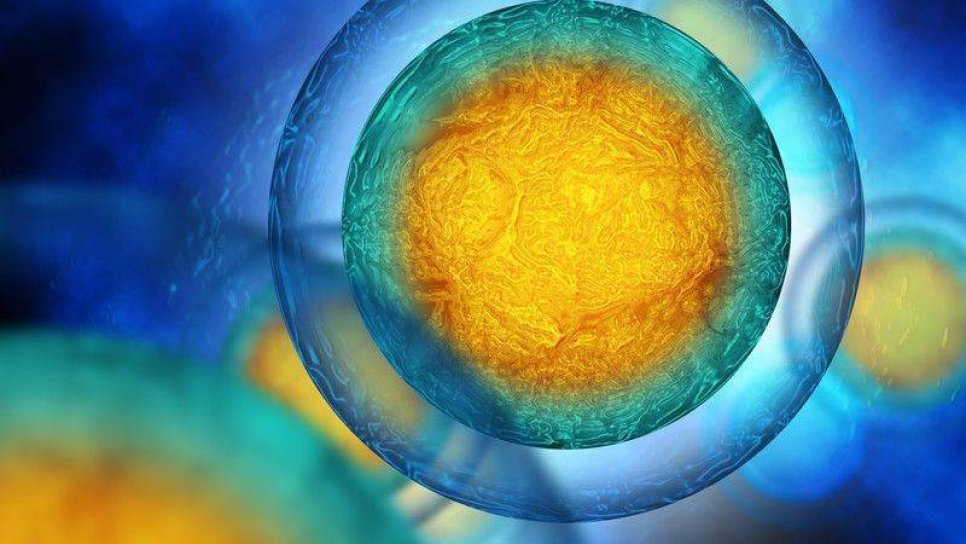 Kemoterapi Sonrası Doğurganlığın Korunması İçin Yeni Bir Mekanizma Bulundu