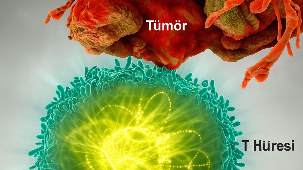 Was ist Keytruda (Pembrolizumab)? Anwendungsgebiete bei Krebs, Wirkungen und Nebenwirkungen