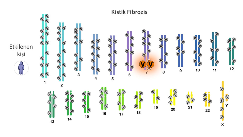 Kistik fibrozun genetikası və səbəbi, təkgenli xəstəlik, 7-ci xromosom